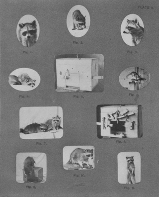 Illustration for article titled In Defense of Raccoons